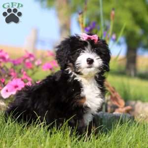 Ashley, Mini Bernedoodle Puppy
